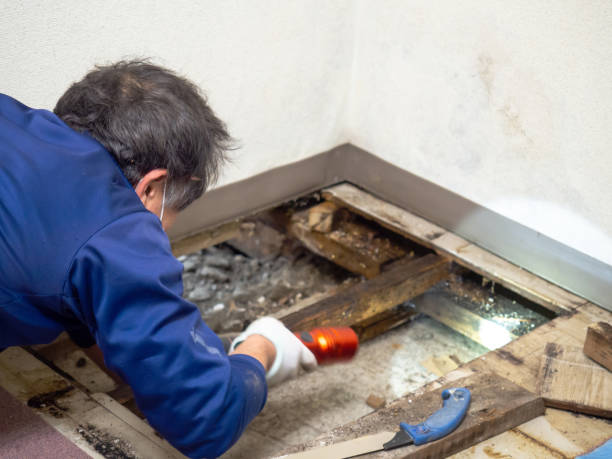 Best Best Mold Removal Companies  in Delisle, MS