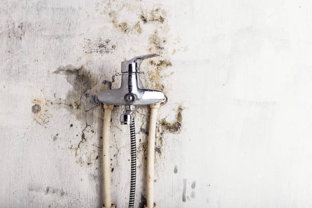 Best Mold Damage Repair  in Delisle, MS