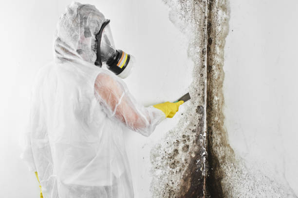 Best Same-Day Mold Removal  in Delisle, MS
