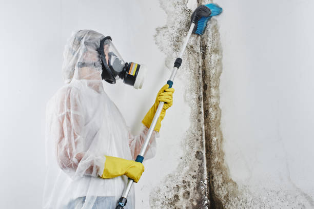 Home Mold Removal in Delisle, MS