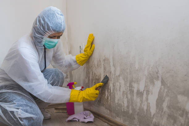 Certified Mold Removal in Delisle, MS