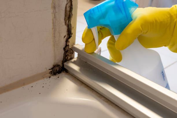 Delisle, MS Mold Removal Company