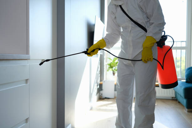 Best Local Mold Removal Service  in Delisle, MS