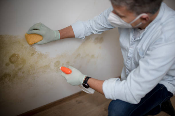 Best Mold Remediation  in Delisle, MS