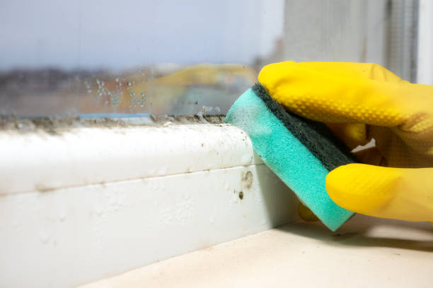Best Black Mold Removal  in Delisle, MS