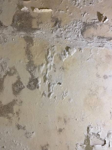 Best Office Mold Removal Services  in Delisle, MS
