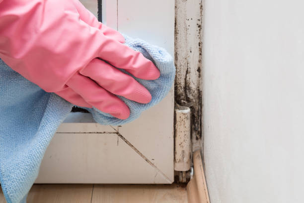 Best Certified Mold Removal  in Delisle, MS